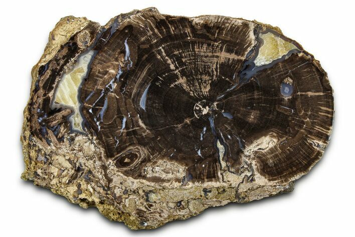 Petrified Wood (Schinoxylon) Round - Blue Forest, Wyoming #377561